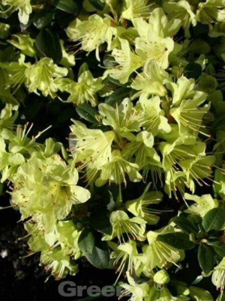 Rhododendron hanceanum 'Princess Anne' / Rhododendron 'Princess Anne'