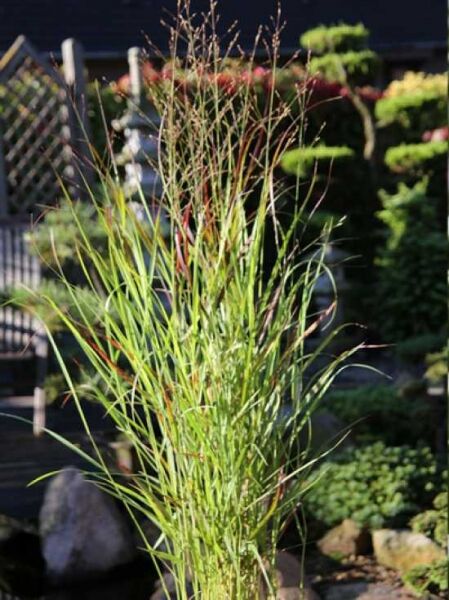 Rotbraune Rutenhirse 'Rehbraun' / Panicum virgatum 'Rehbraun'