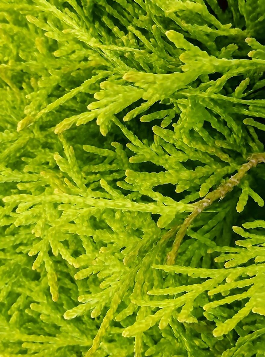 Lebensbaum 'Golden Globe' - Thuja occidentalis 'Golden Globe' - Baumschule  NewGarden