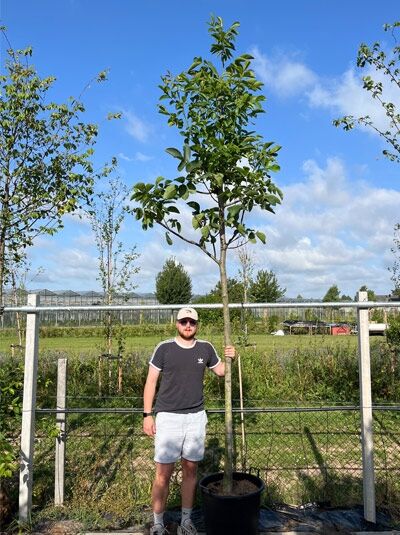 Gemeine Walnuss (Juglans regia) Hochstamm 14-16 StU im Container, junger Baum mit geradem Stamm und grünen Blättern.
