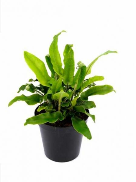 Asplenium scolopendrium (Hirschzungenfarn) C1.5 im schwarzen Kunststofftopf mit länglichen, glänzend grünen Wedeln.