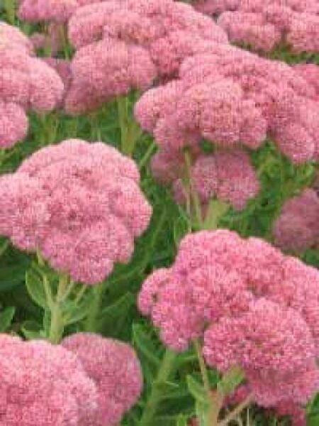 Fetthenne 'Brillant' / Sedum spectabile 'Brillant'