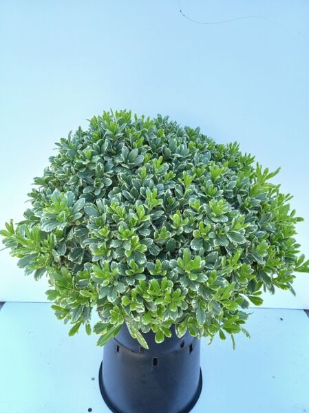 Pittosporum tobira „Neige du Mont Ventoux“, Chinesische Klebsame, buschiger Strauch im Topf C20, 60–80 cm breit