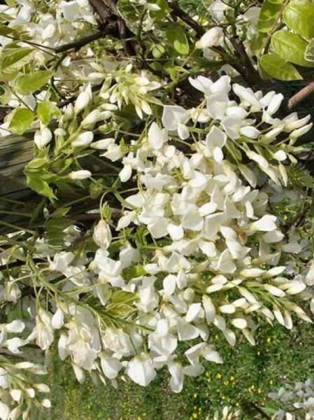 Wisteria floribunda 'Shiro Kapitan Fuji' / Japanischer Blauregen 'Shiro Kapitan Fuji'