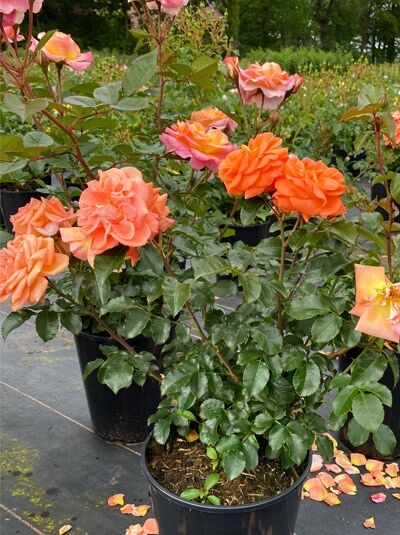 Rosa 'Mango'® / Beetrose 'Mango'® C5, Topfpflanze mit orangefarbenen Blüten und dunkelgrünem Laub