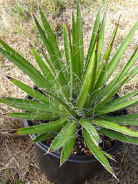 Agave filifera / Faden-Agave