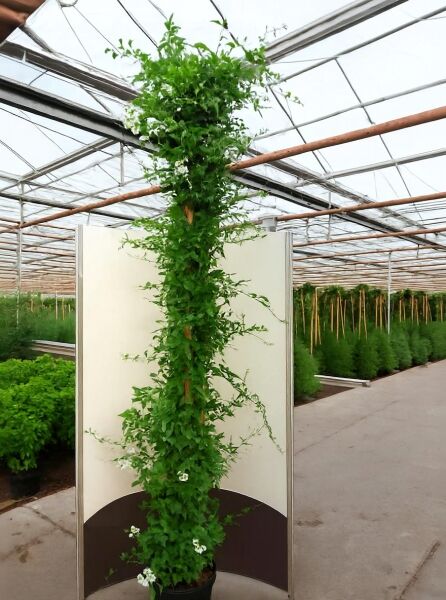 Solanum jasminoides ‘Album‘ (Jasminblütiger Nachtschatten/Sternjasmin), 200–250 cm, C20, Kletterpflanze mit weißen Blüten am Stab.