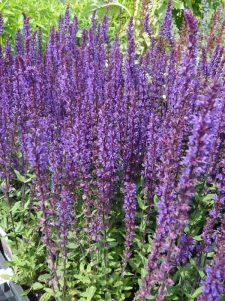 Steppen Salbei 'Caradonna' / Salvia nemorosa 'Caradonna'