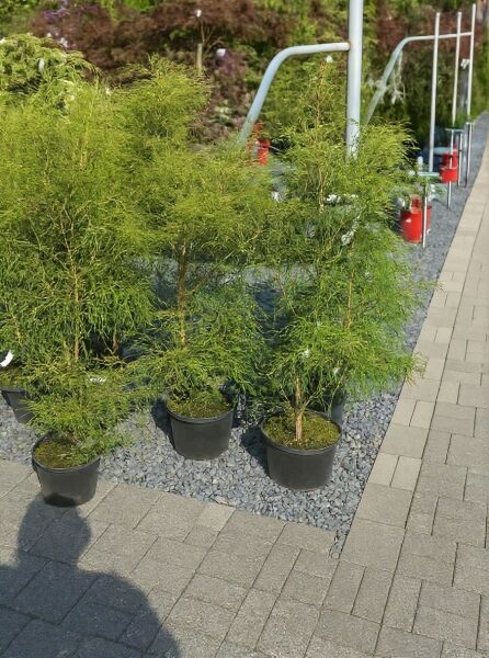 Rhamnus frangula 'Asplenifolia' / Gemeiner Faulbaum 'Asplenifolia', feintriebiger Strauch im Topf, 60–100 cm, C4.