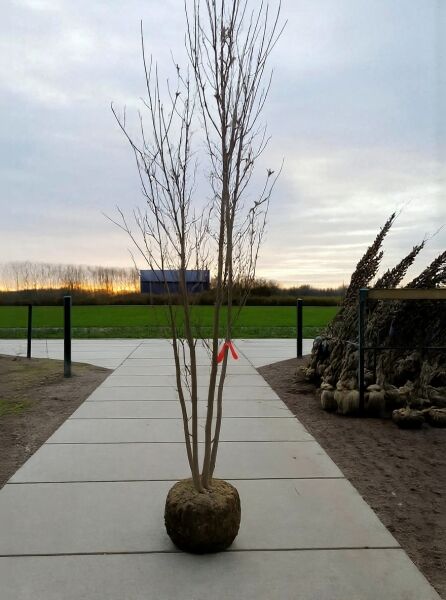 Japanischer Blumen-Hartriegel (Cornus kousa) 250-300 cm mit Drahtballen, mehrstämmiger, laubloser Baum mit Erdballen