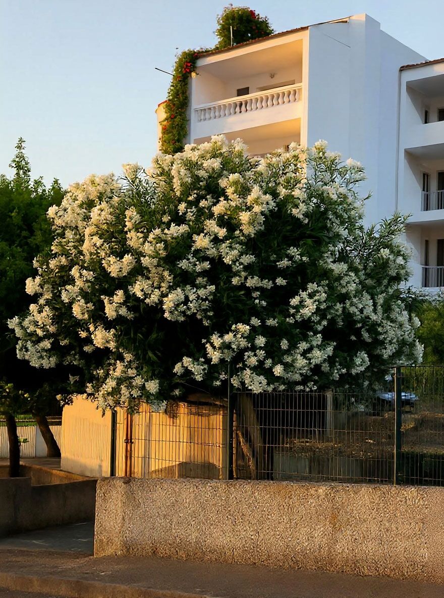 Oleander / Rosenlorbeer - Nerium oleander (rosarote Blte) - Baumschule  NewGarden