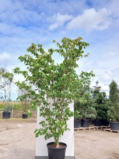Chinesischer Blumen-Hartriegel 'Wieting's Select' - Cornus kousa var. chinensis 'Wieting's Select'