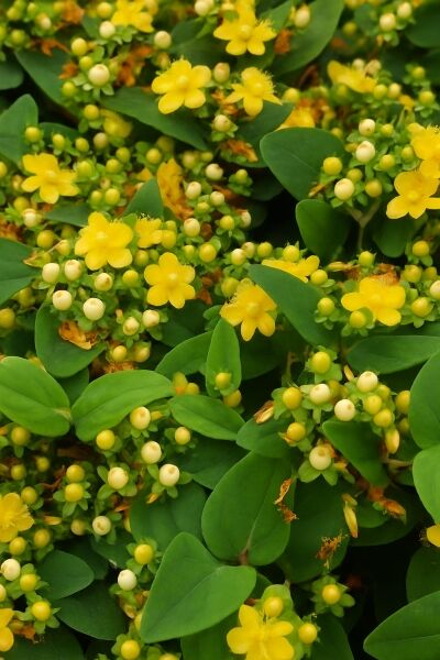 Johanniskraut 'Miracle Blizz' / Johanniskraut 'Miracle Blizz'