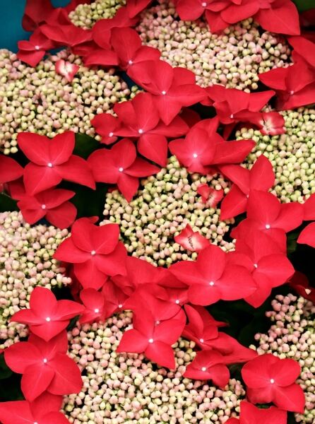 Teller-Hortensie 'Teller rot' / Teller-Hortensie 'Teller rot'