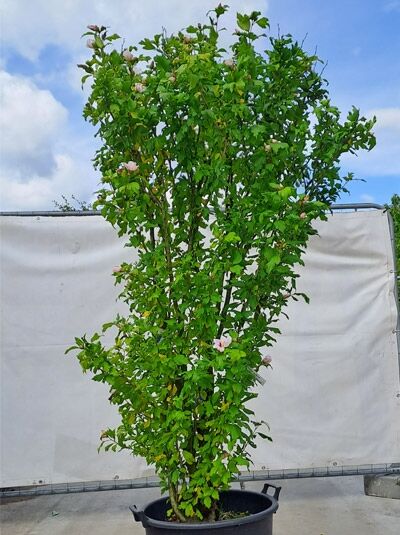 Garten-Eibisch 'Hamabo' / Strauch-Eibisch 'Hamabo' 175-200 cm (719703) / Hibiscus syriacus 'Hamabo' (719703)