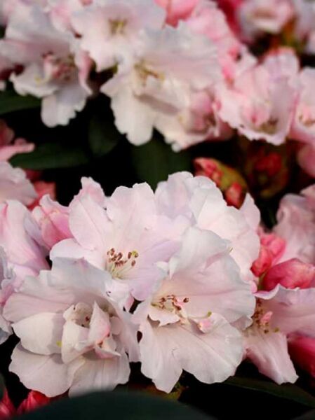 Rhododendron 'Mardi Gras' / Rhododendron 'Mardi Gras'
