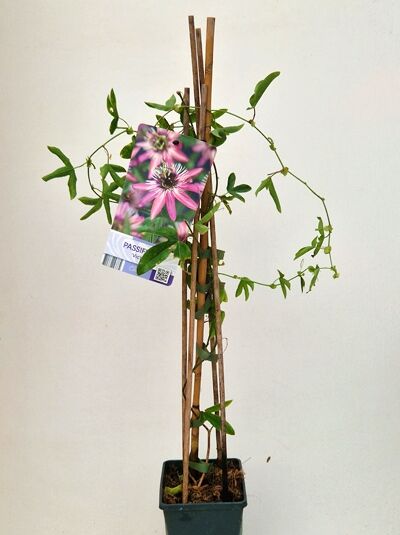 Passionsblume 'Victoria' (Passiflora x violacea 'Victoria') 60-100 cm C2, Kletterpflanze am Stab mit grünen Blättern im Topf