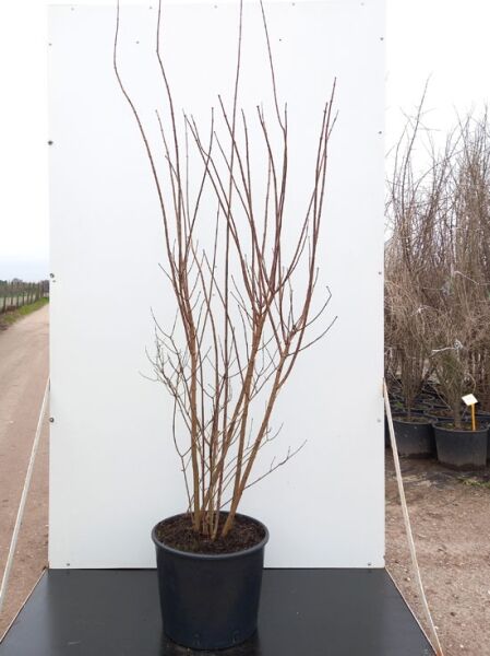 Philadelphus 'Virginal' / Großblütiger Pfeifenstrauch 'Virginal', 125-150 cm, C20, mehrtriebiger Strauch im Container ohne Laub.