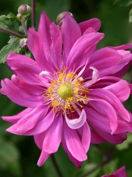 Japan-Herbst-Anemone 'Bressingham Glow' / Japan-Herbst-Anemone 'Bressingham Glow'