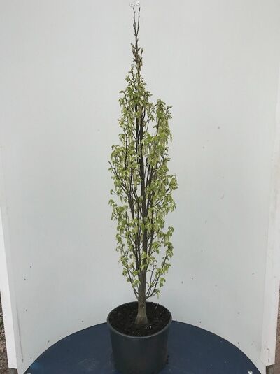 Säulen-Hainbuche Carpinus betulus 'Fastigiata Monument', 100-125 cm, im C20-Container, schlanker aufrechter Wuchs mit grünem Laub.