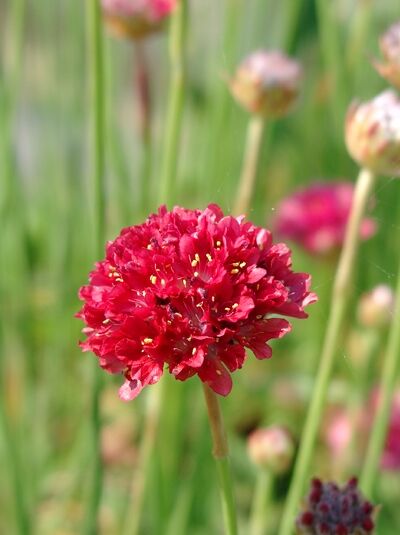 Wegerich-Grasnelke 'Joystick Red' - Armeria pseudarmeria 'Joystick Red'