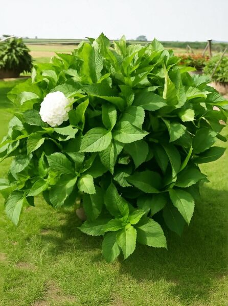 Bauern-Hortensie Hydrangea macrophylla 'Madame Emile Mouillère', 60-80 cm im C20-Topf, grünes Laub mit weißer Blüte