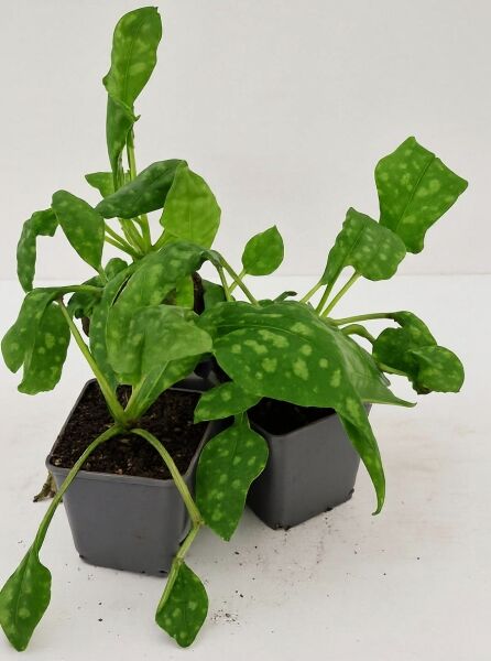 Pulmonaria officinalis 'Dora Bielefeld' (Lungenkraut) im P9-Topf, grüne Blätter mit hellen Flecken