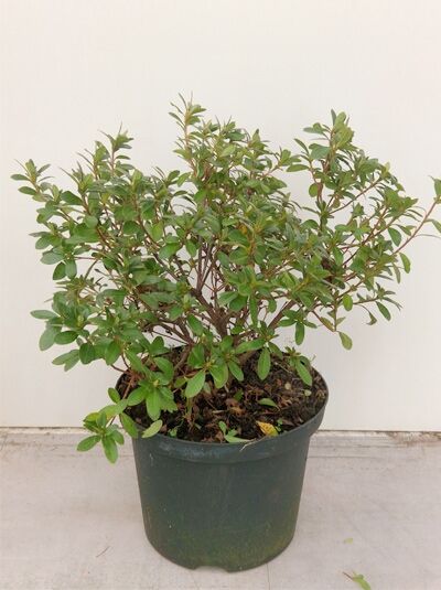Japanische Azalee 'Fridoline' - Rhododendron obtusum 'Fridoline'