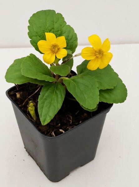 Goldkörbchen Chrysogonum virginianum 'Andre Viette' im P9-Topf, grüne Blätter und zwei gelbe Blüten.