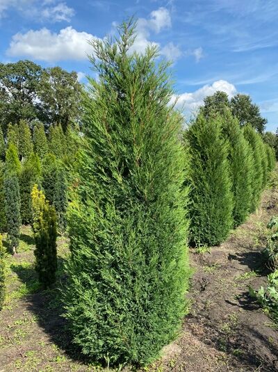 Leyland Zypresse 'Blue Jeans' (Cupressocyparis leylandii) Solitär, 300-350 cm, mit Drahtballen, immergrüner Nadelbaum in Kegelform.