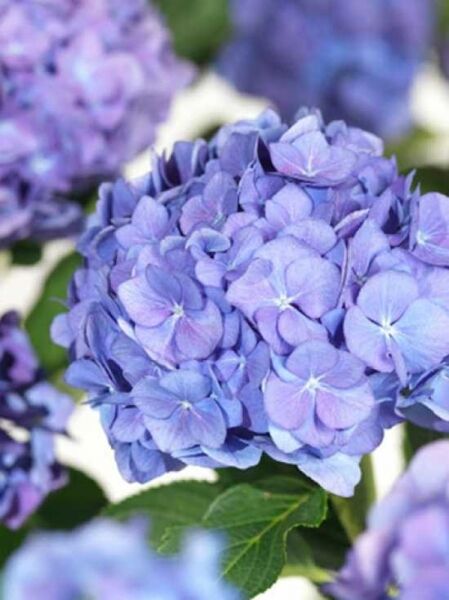 Bauern-Hortensie 'Renate Steinigerl' / Hydrangea macrophylla 'Renate Steinigerl'