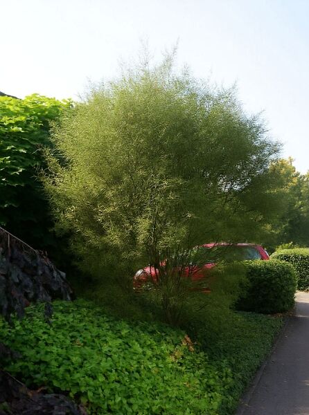 Rhamnus frangula 'Asplenifolia' / Gemeiner Faulbaum 'Asplenifolia' als mehrstämmiger Strauch mit feinem, schmalem Laub