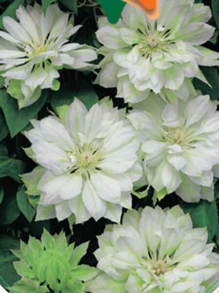 Clematis Hybride 'Yukiokoshi' / Waldrebe 'Yukiokoshi'