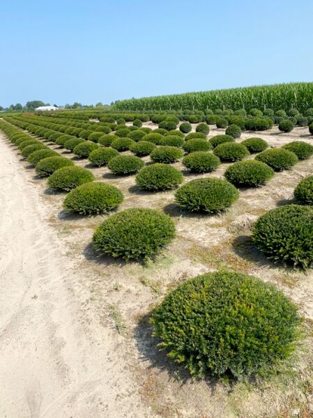 Taxus baccata 'Kugel' / Heimische Eibe 'Kugel' flache Kugel 60–70 cm breit im Feldbestand, dichtes grünes Laub