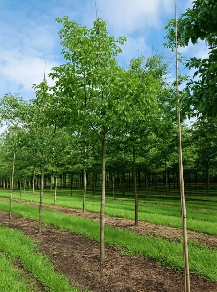 Tetradium daniellii (Euodia hupehensis), Samthaarige Stinkesche/Bienenbaum, Hochstamm 20-25 StU mit grüner Krone im Feld