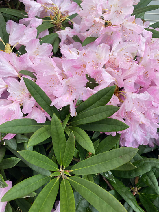 Rhododendron / Azaleen gnstig in Top-Baumschulqualitt kaufen