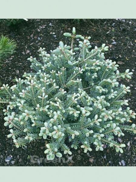 Abies koreana 'Blue Magic' / Silberblaue Zwerg-Korea-Tanne