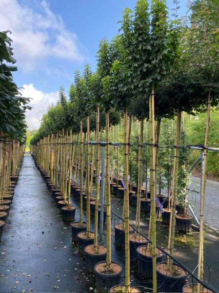Acer campestre 'Anny's Globe' / Kugeliger Feld-Ahorn