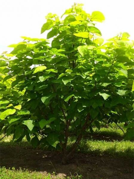 Gold-Trompetenbaum 'mehrstämmig' / Catalpa bignonioides 'Aurea'