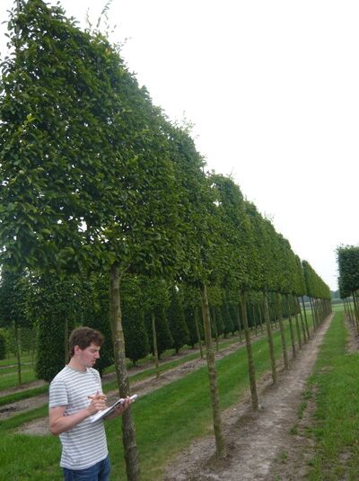 Hainbuche 'Lucas' / 'Hochstamm-Spalier' H:160 B:160 T:20 (Stamm 210 cm) / Carpinus betulus 'Lucas'