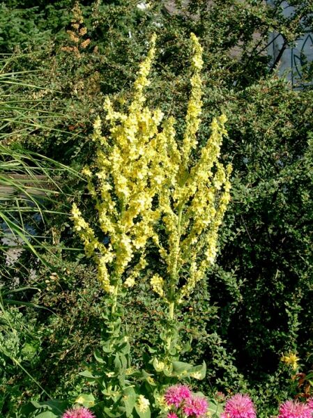 Verbascum thapsus ssp. thapsus / Königskerze, Wollblume