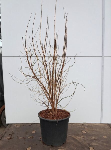 Syringa laciniata (Persischer Flieder) im Container C20, 125–150 cm, mehrtriebiger Strauch mit verzweigten Trieben.