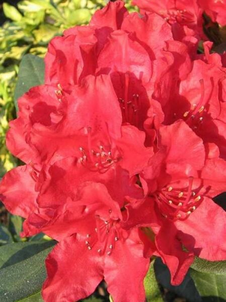 Rhododendron 'Blinklicht' / Rhododendron Hybride 'Blinklicht ®'