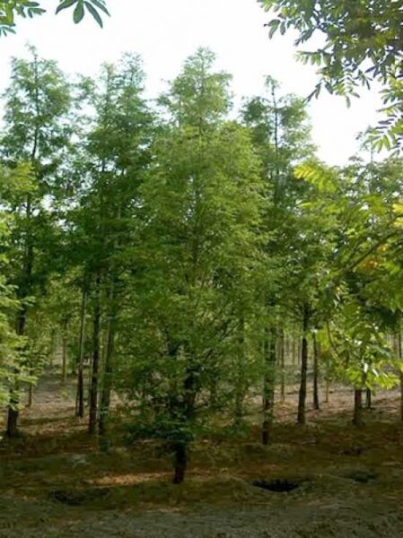 Metasequoia glyptostroboides / Urweltmammutbaum / Wasserlärche / Wassertanne