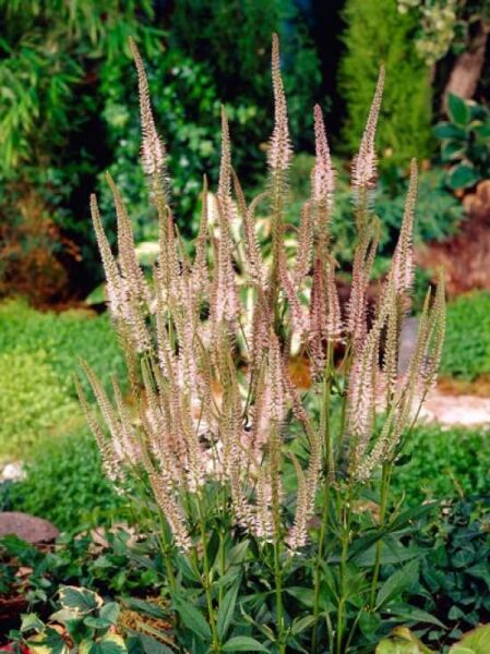 Kandelaber-Ehrenpreis 'Pink Glow' / Veronicastrum virginicum 'Pink Glow'