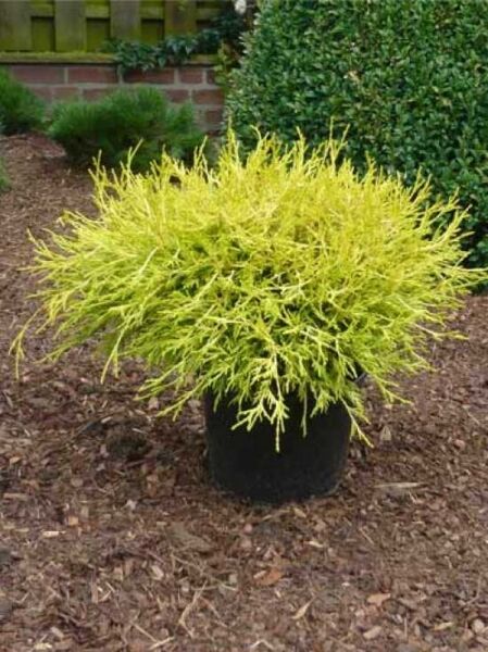 Gelbe Fadenzypresse 'Filifera Aurea' / Chamaecyparis pisifera 'Filifera Aurea'