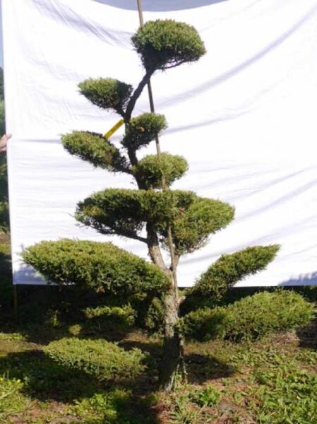 Garten-Bonsai (301552) / Juniperus media 'Hetzii' H: 190 cm B: 130 cm