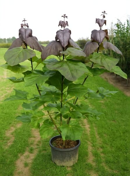 Blut-Trompetenbaum Catalpa erubescens 'Purpurea', 125-150 cm, C12, im Container mit grünen und dunkelpurpurnen Blättern.