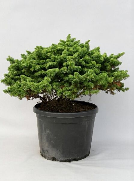 Abies balsamea 'Nana' Zwerg-Balsamtanne in schwarzem Topf, 50-60 cm breit, mit grünen Nadeln und kompaktem Wuchs.