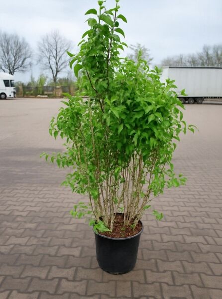 Syringa vulgaris 'Alba' / Weißer Edelflieder 'Alba', 100-125 cm, im C20-Container, mehrtriebiger Strauch mit grünem Laub
